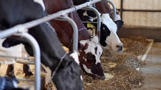 We Need To Change Every Part of Our Food System to Fight the Climate Crisis